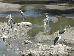 Western_Corridor_(Kirawira)2003-070